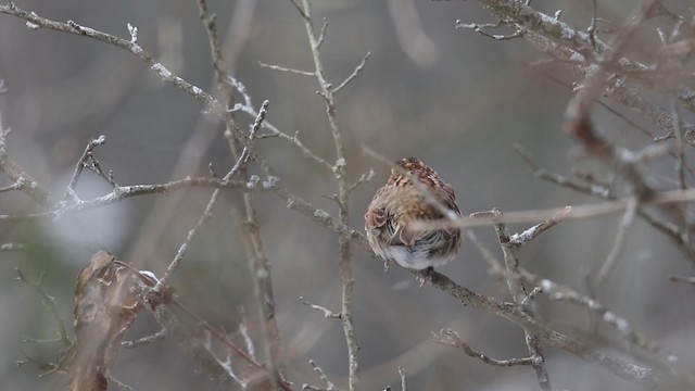 White-throated Sparrow - ML188576561