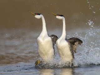  - Western Grebe