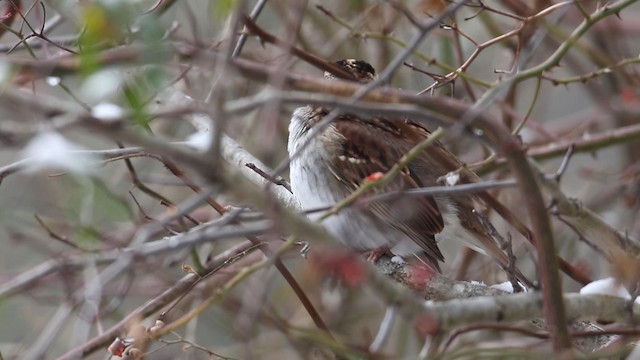 White-throated Sparrow - ML188576751