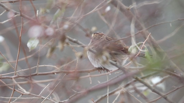 White-throated Sparrow - ML188576821