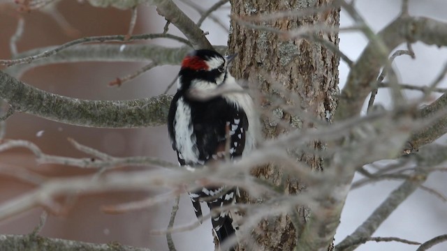 Downy Woodpecker (Eastern) - ML188578521