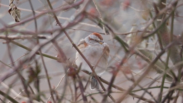 American Tree Sparrow - ML188578751