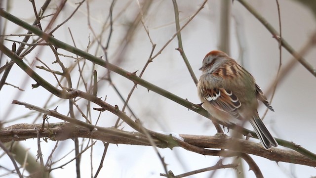 American Tree Sparrow - ML188578901