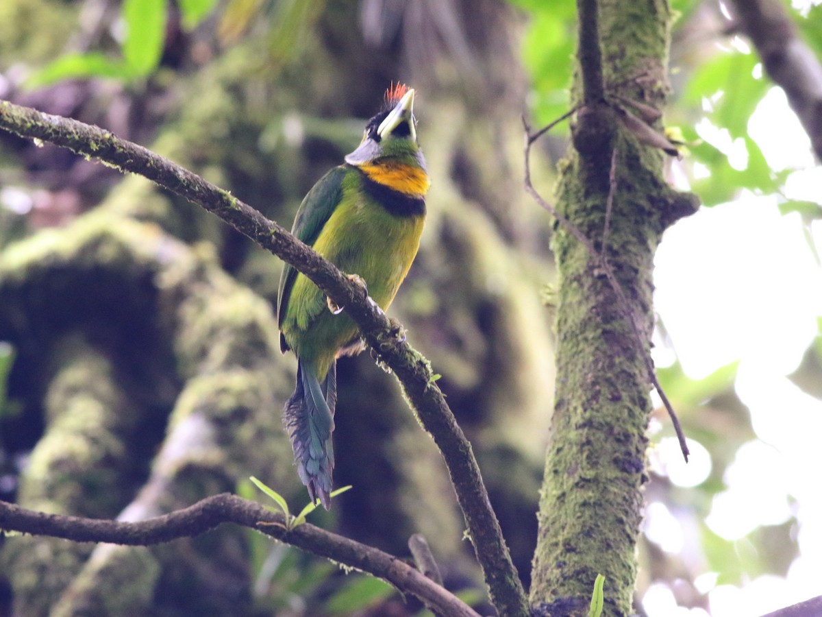 Fire-tufted Barbet - ML188579681