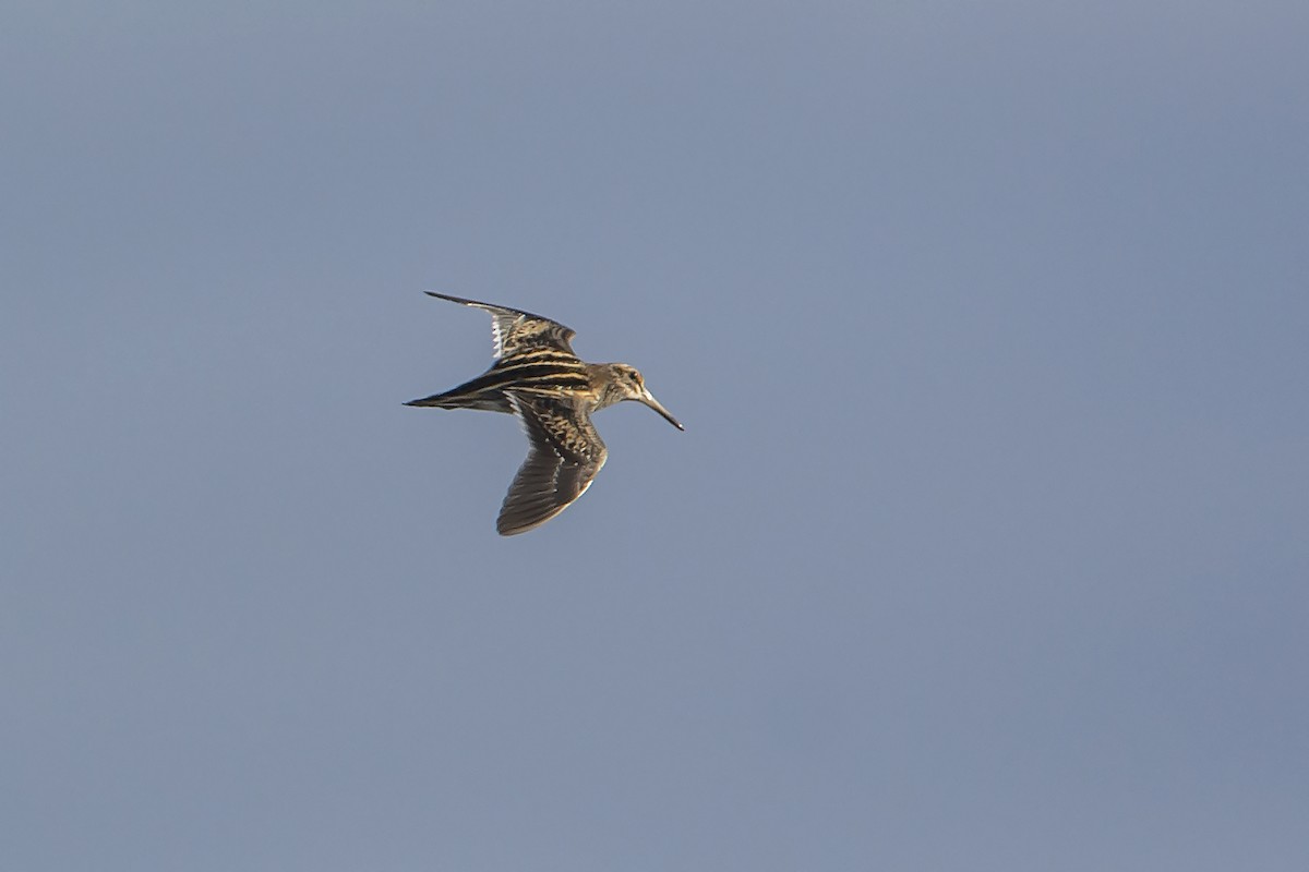 Jack Snipe - Miguel Rouco