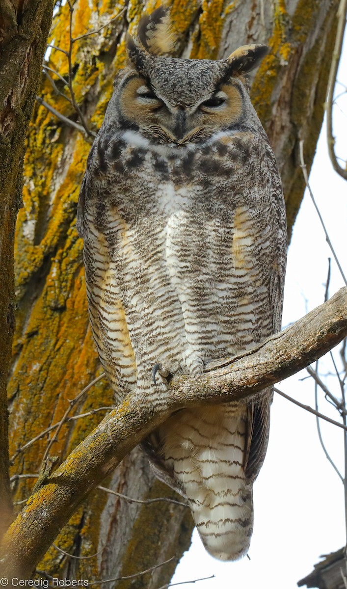 Great Horned Owl - Ceredig  Roberts