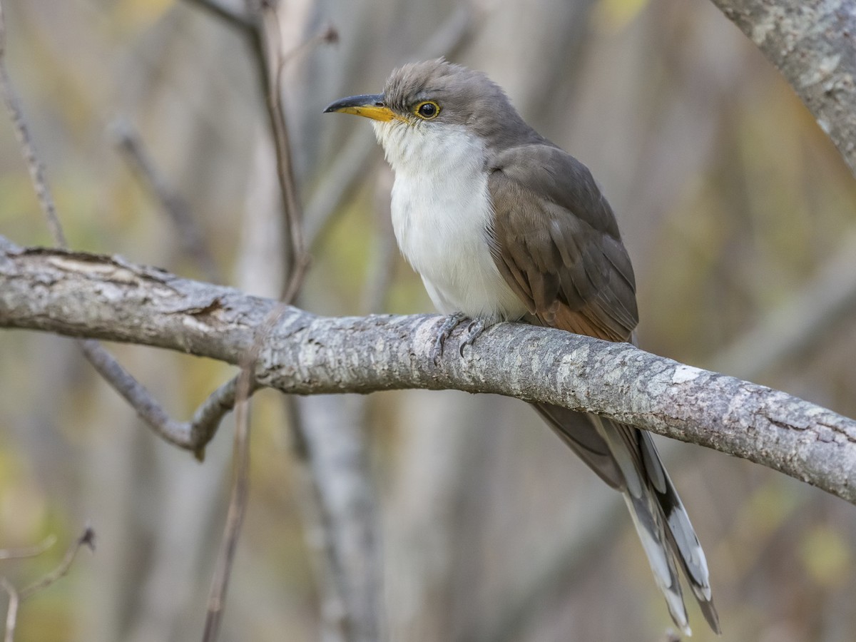 Mystery Singing Bird is a Yellow-billed Cuckoo