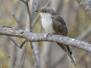  - Yellow-billed Cuckoo