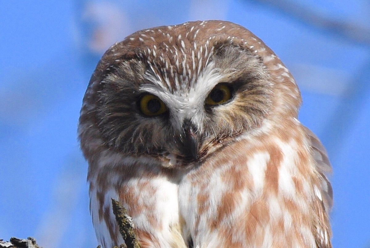 Northern Saw-whet Owl - Denis Hains