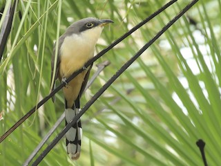  - Mangrove Cuckoo