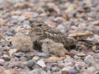 Lesser Nighthawk - Chordeiles acutipennis - Birds of the World