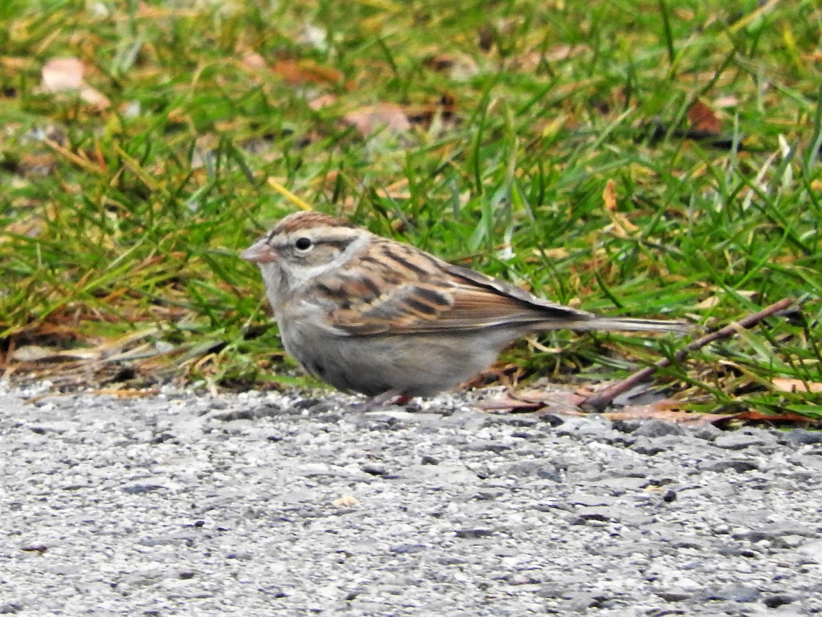 Chipping Sparrow - Mark Jennings