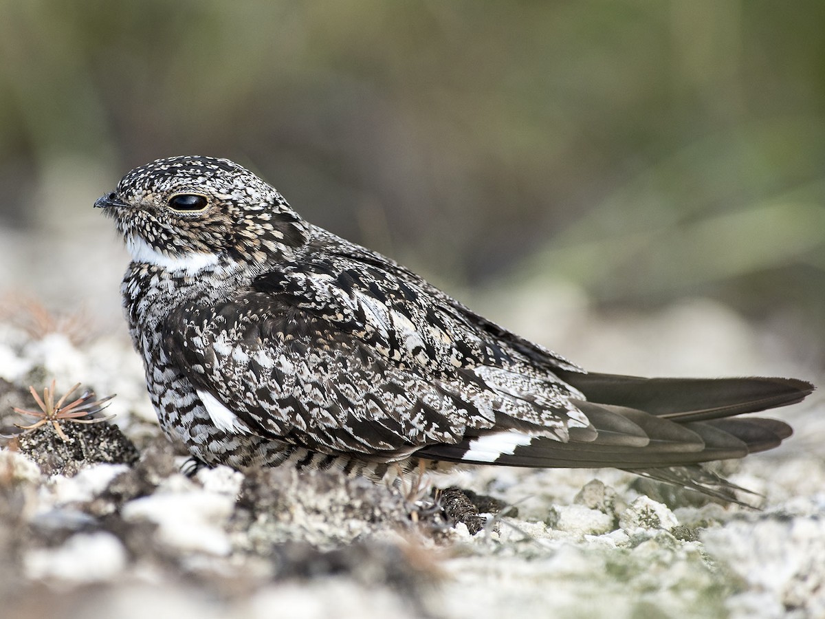 Antillean Nighthawk - Chordeiles gundlachii - Birds of the World