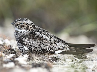 Antillean Nighthawk - Chordeiles gundlachii - Birds of the World