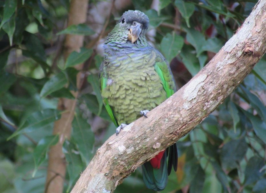 Scaly-headed Parrot - ML188589281