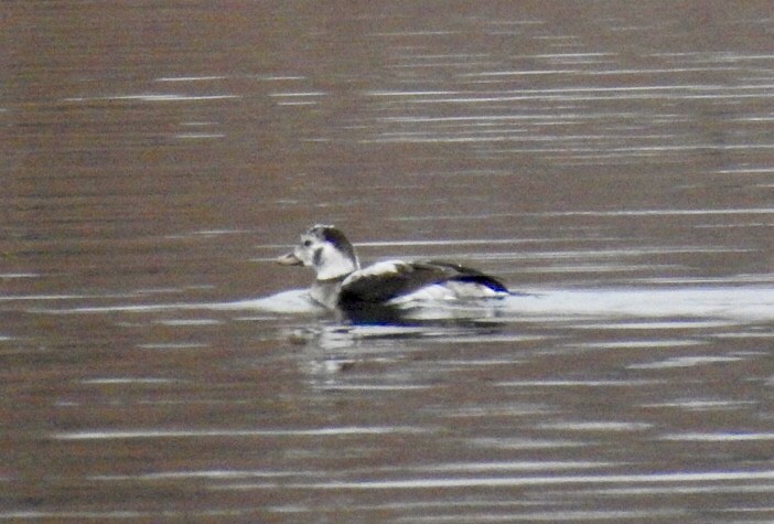 Long-tailed Duck - ML188590641