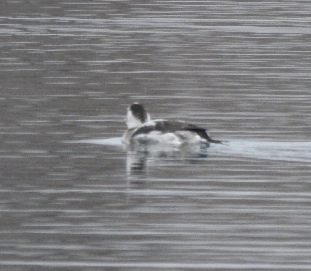 Long-tailed Duck - ML188590651
