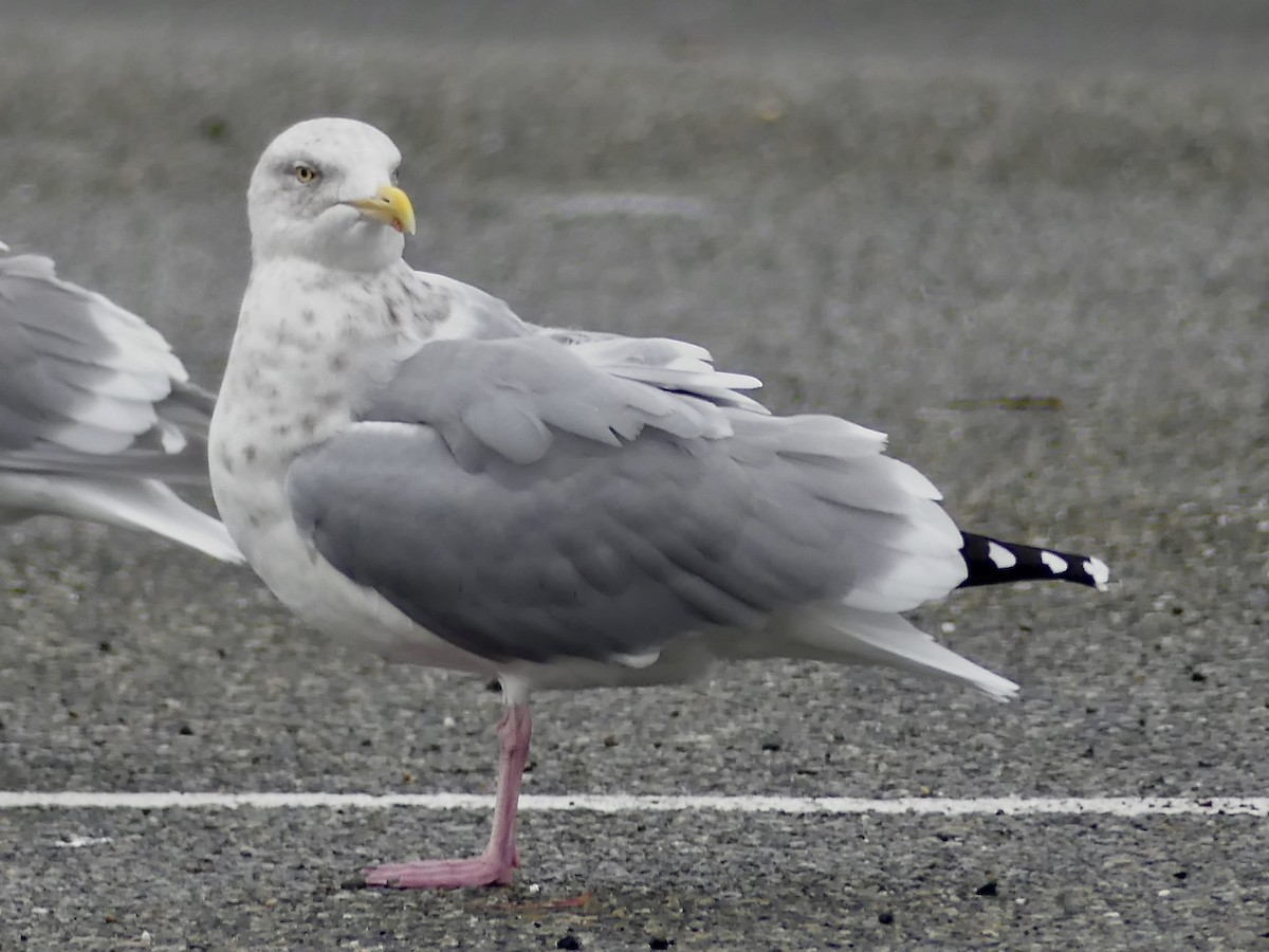 Herring Gull (American) - ML188591011
