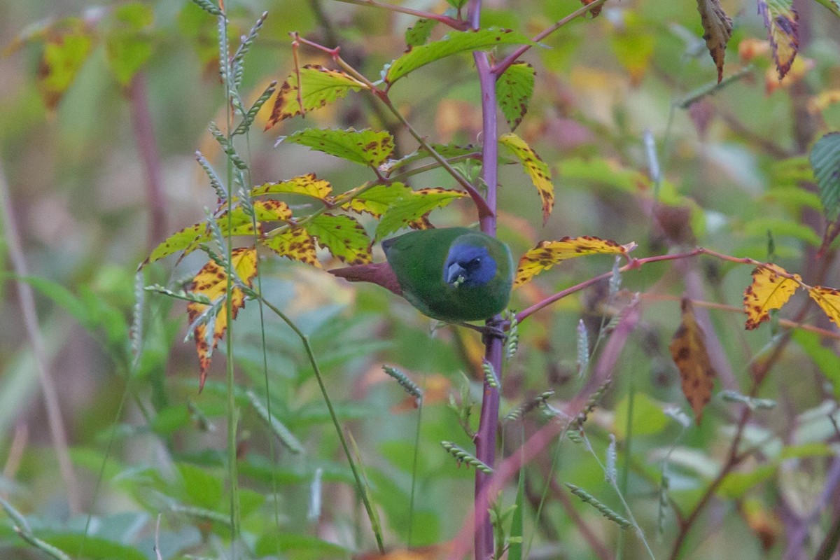 Blue-faced Parrotfinch - ML188591081