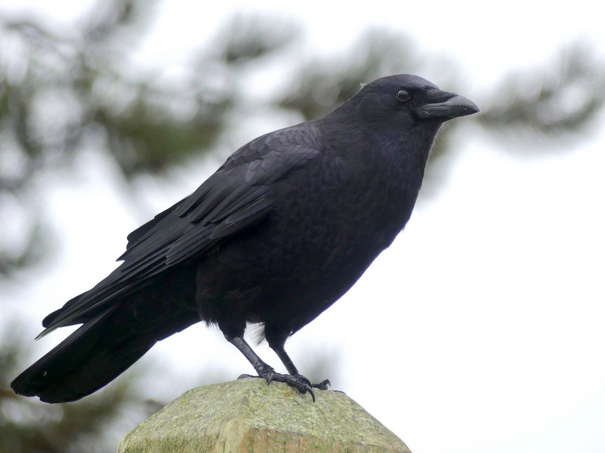 American Crow - ML188591161