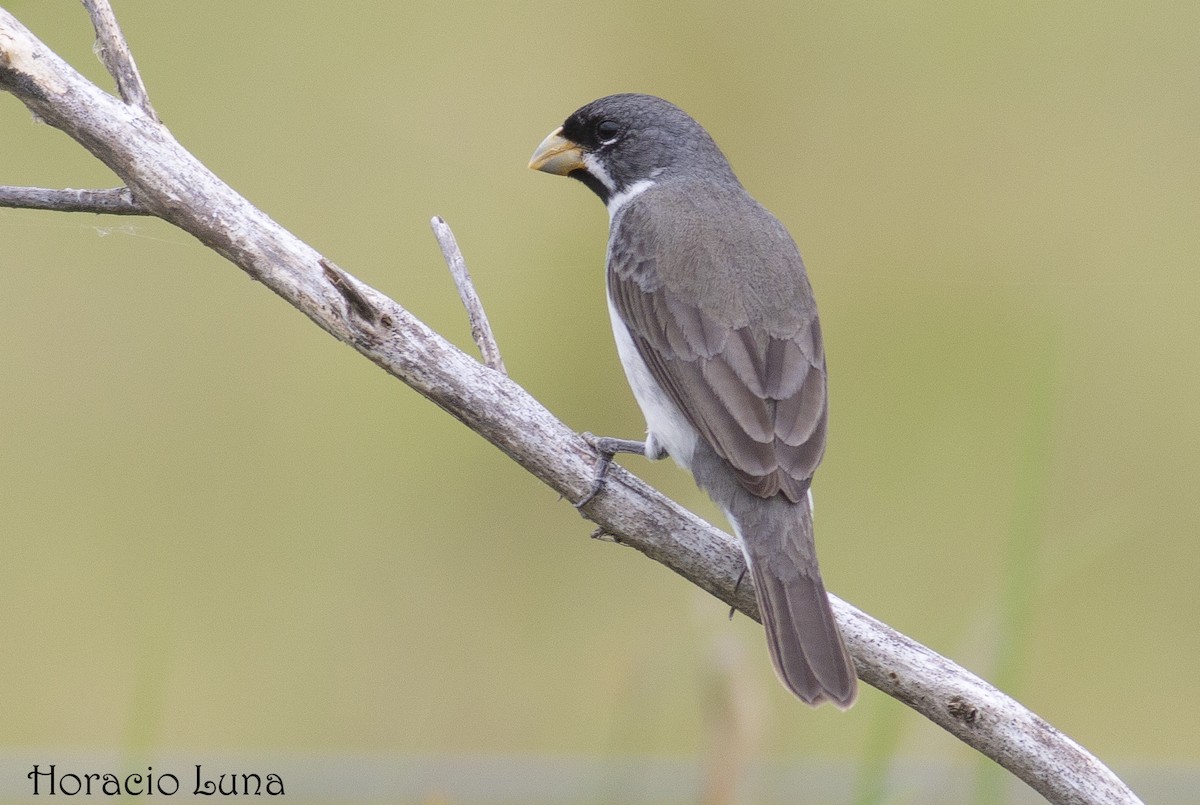 Double-collared Seedeater - ML188591201