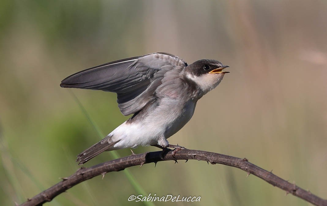 White-rumped Swallow - Aves-del-Taragüí/ SabinaDeLucca