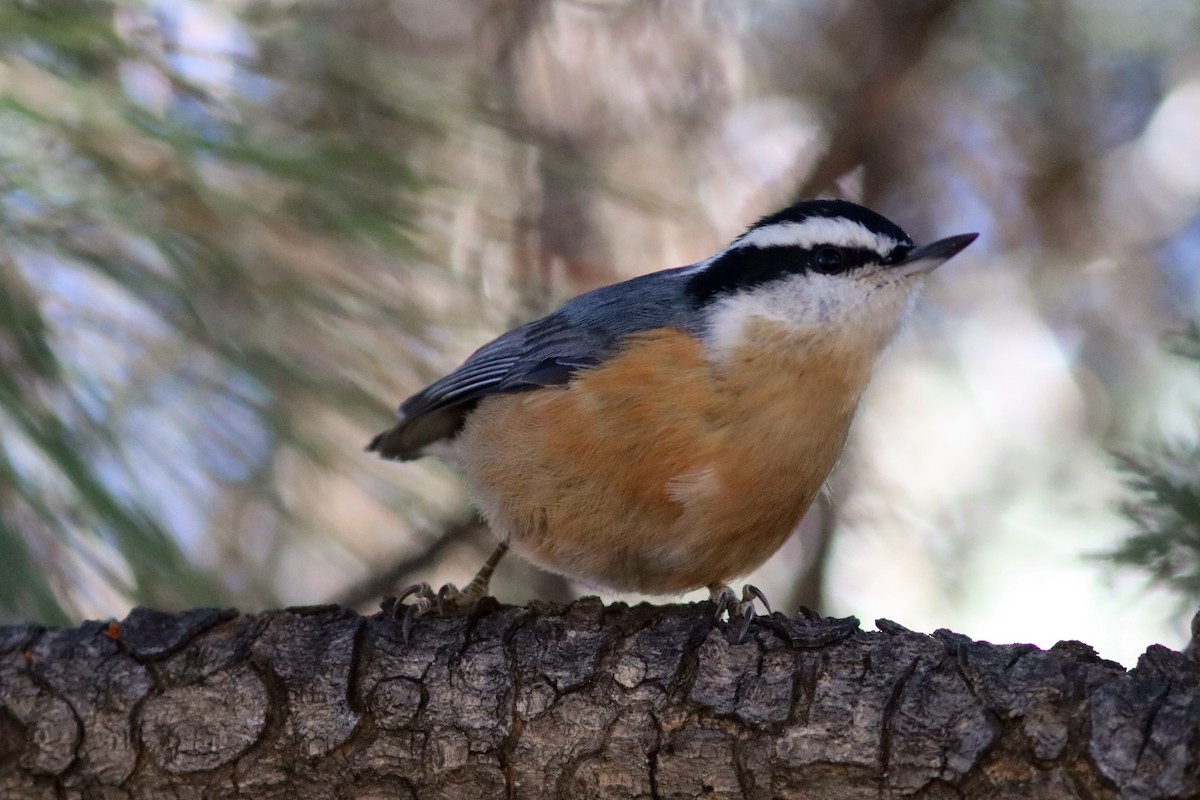 Red-breasted Nuthatch - John Drummond