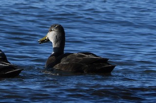 American Black Duck, ML188602761