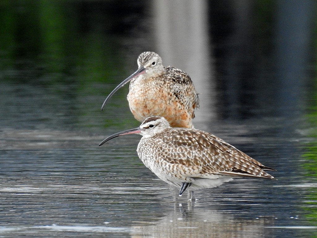 Long-billed Curlew - ML188602931