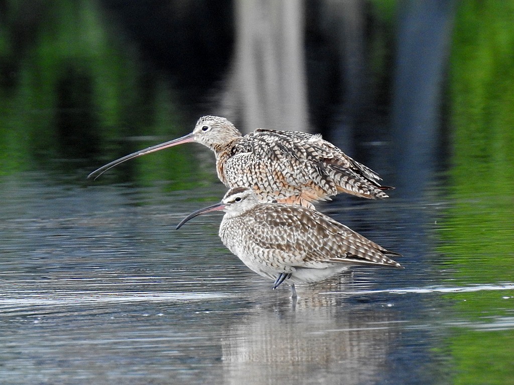 Long-billed Curlew - ML188602951