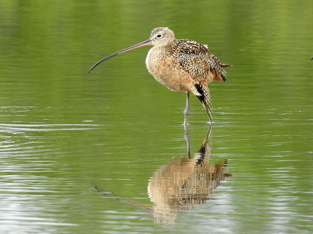 Long-billed Curlew - ML188602971