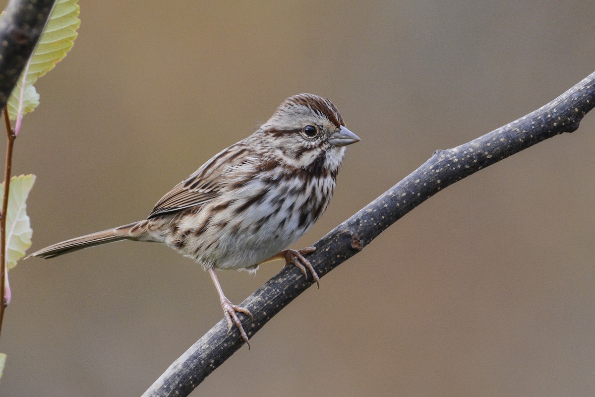 Song Sparrow (melodia/atlantica) - eBird