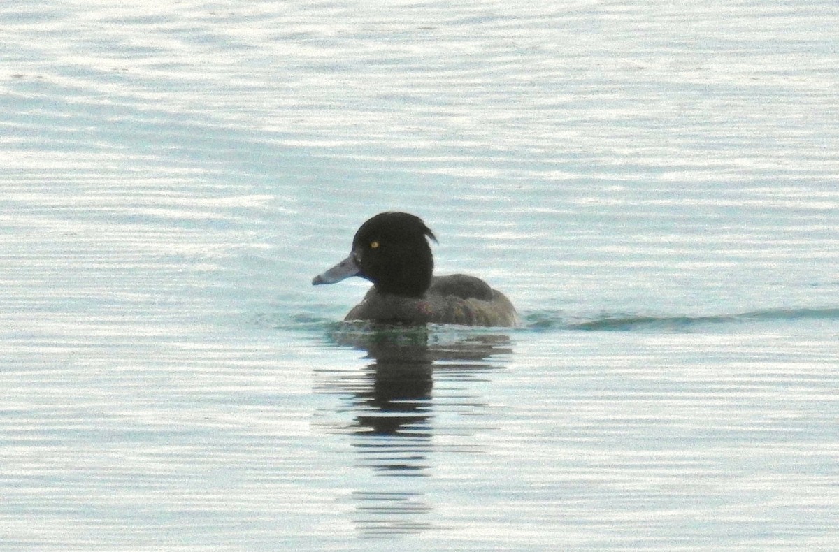 Tufted Duck - ML188604961