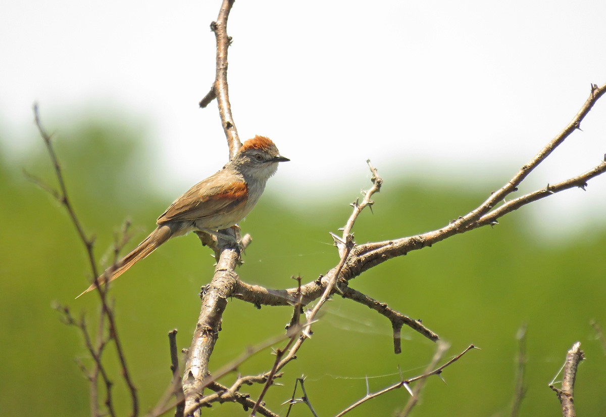 Pale-breasted Spinetail - Adrian Antunez