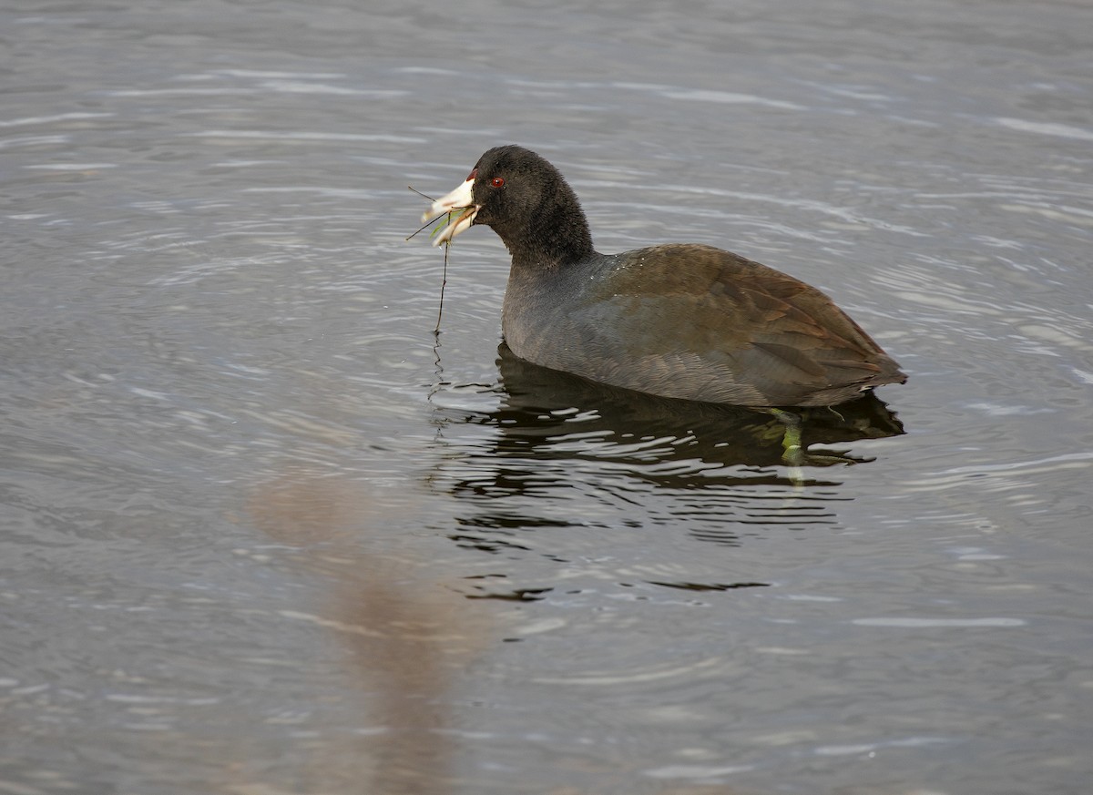 American Coot (Red-shielded) - Anonymous