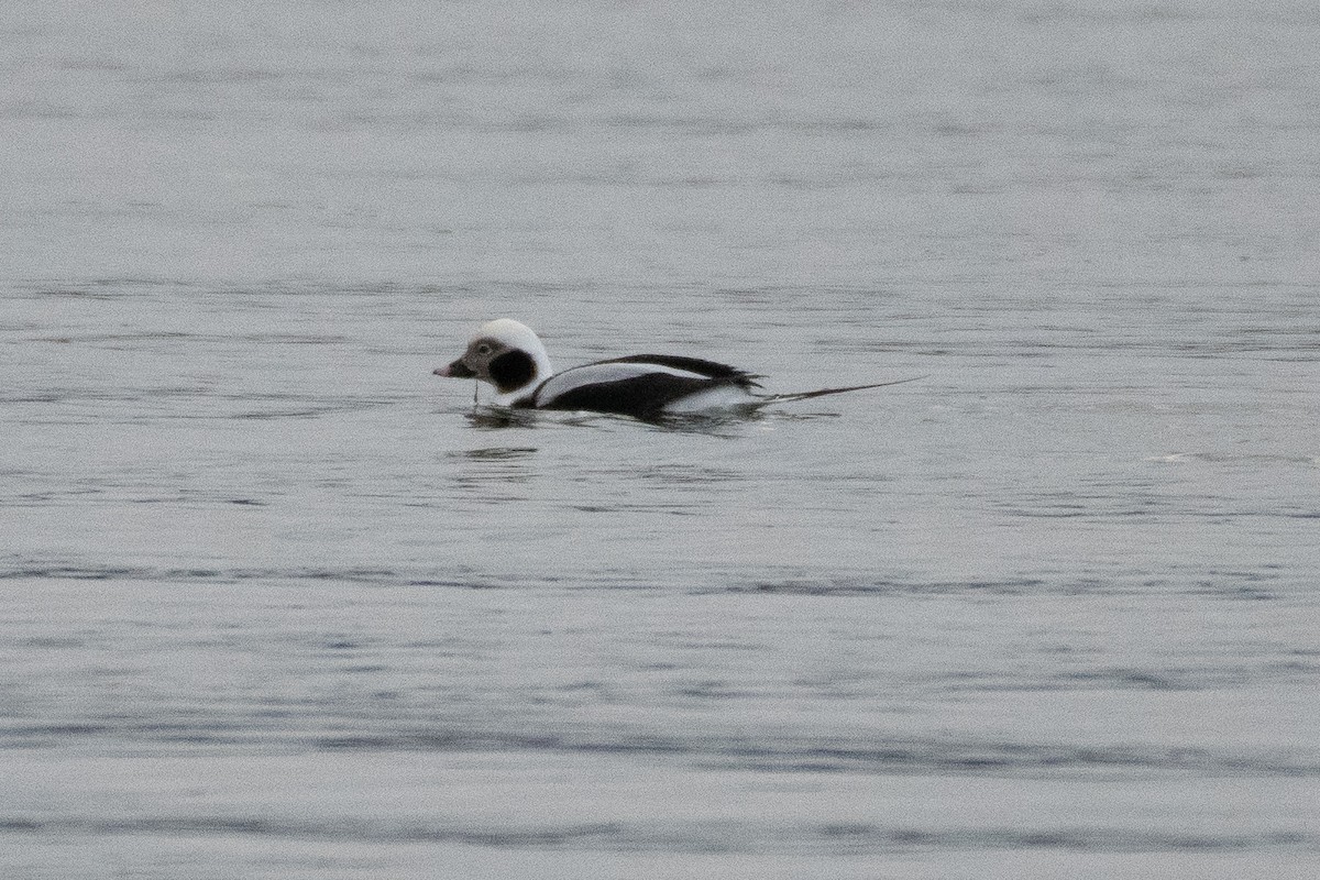 Long-tailed Duck - ML188605681