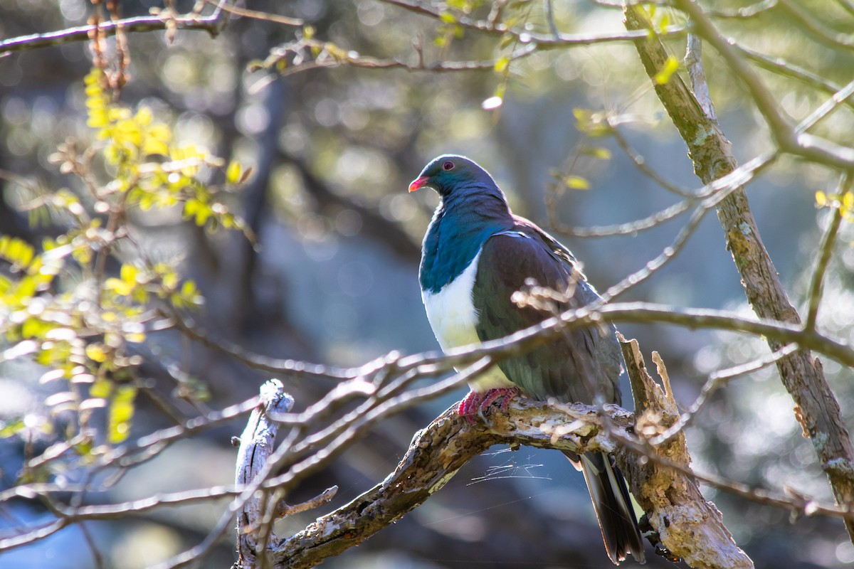 New Zealand Pigeon - ML188607371
