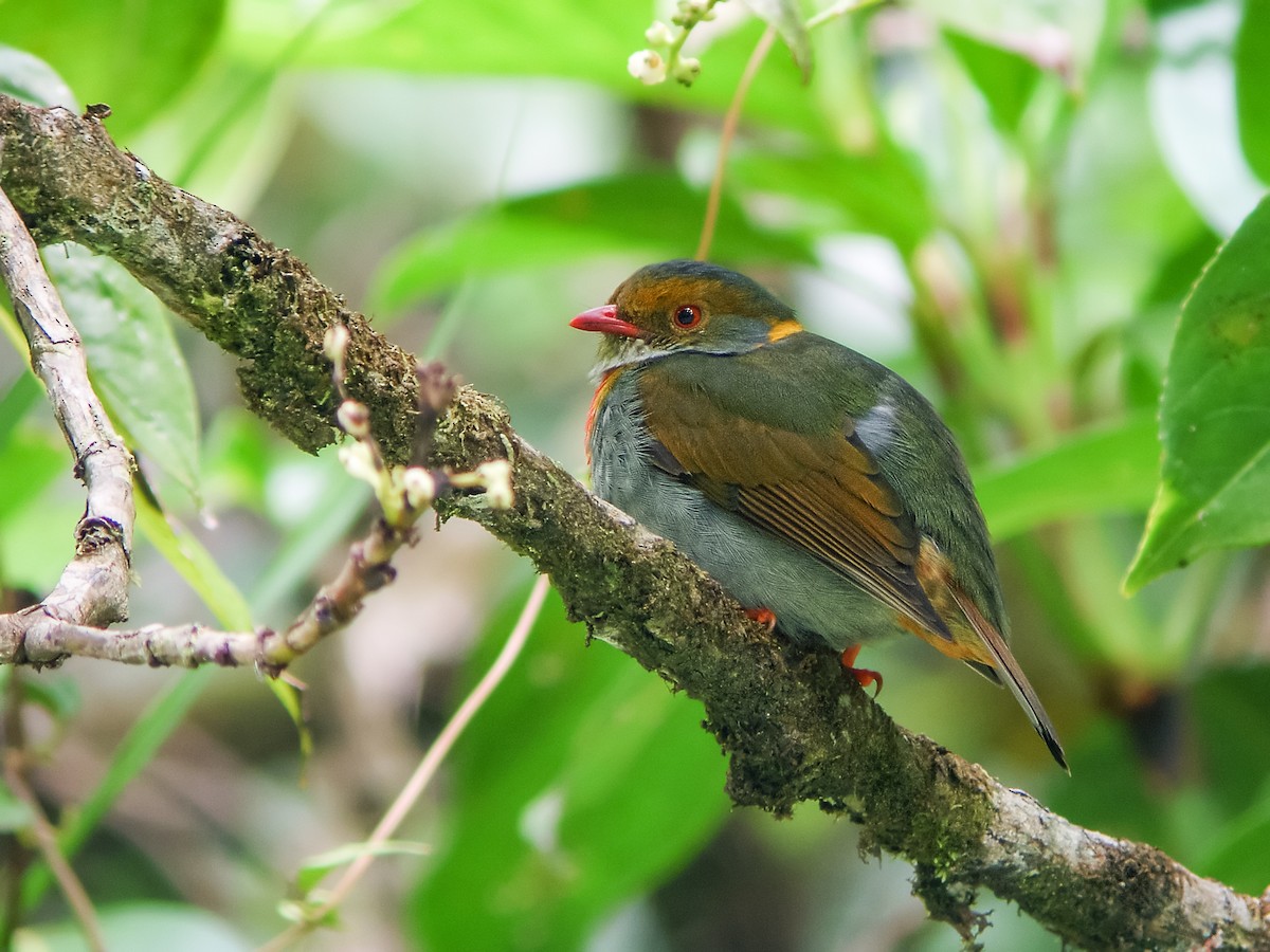 Red-banded Fruiteater - Nick Athanas