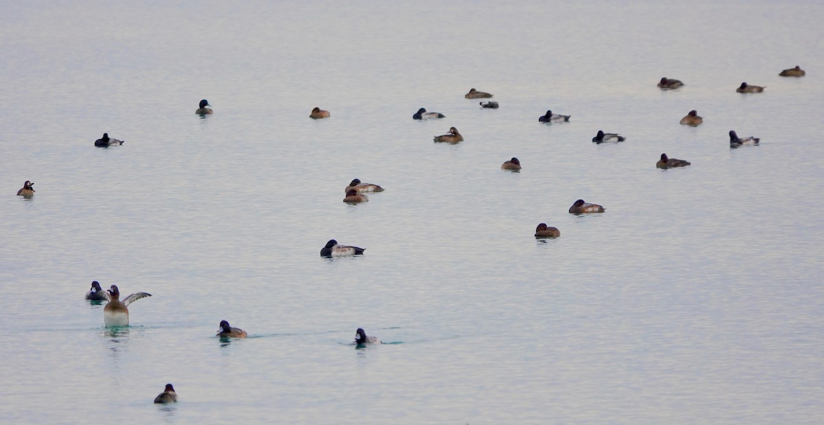 Greater/Lesser Scaup - ML188614421