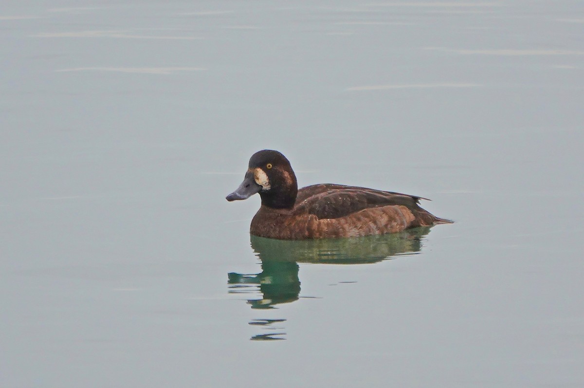 Greater/Lesser Scaup - ML188616581