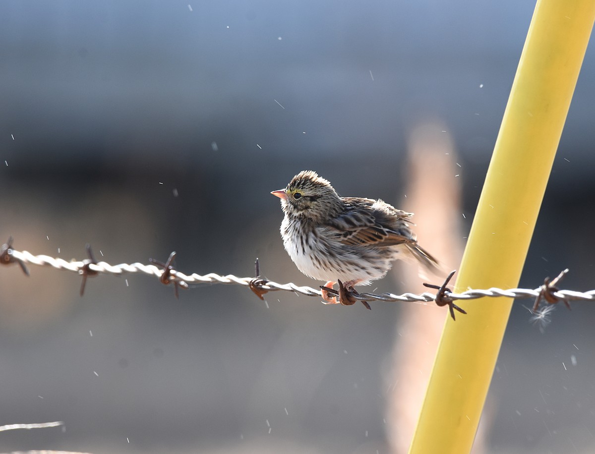 Savannah Sparrow - ML188618301