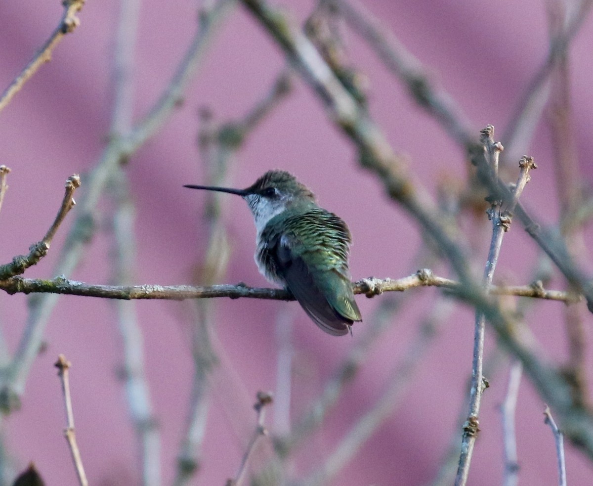 Black-chinned Hummingbird - Victor Stoll