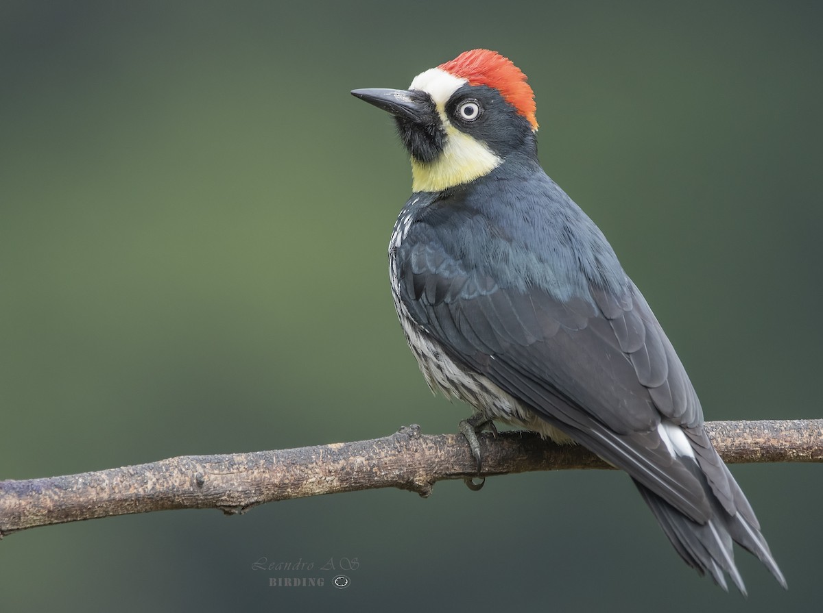 Acorn Woodpecker - Leandro Arias