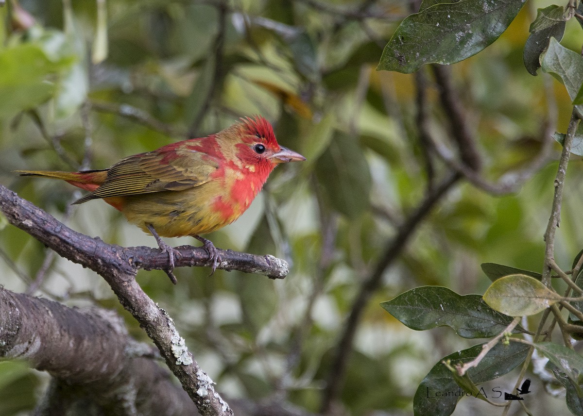 Summer Tanager - Leandro Arias