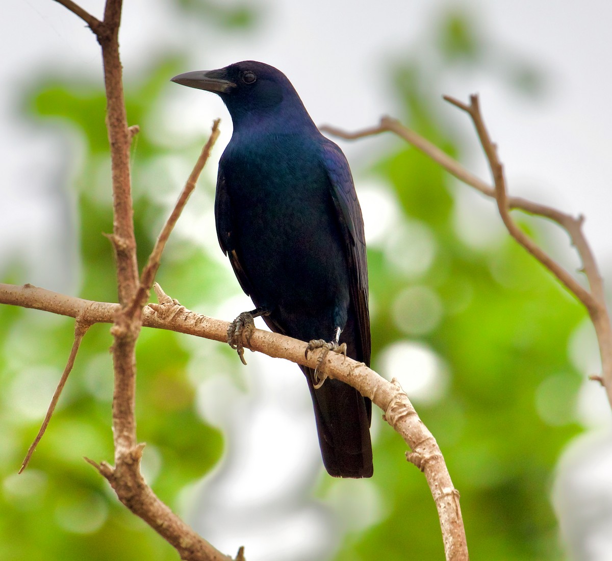 Sinaloa Crow - ML188625011