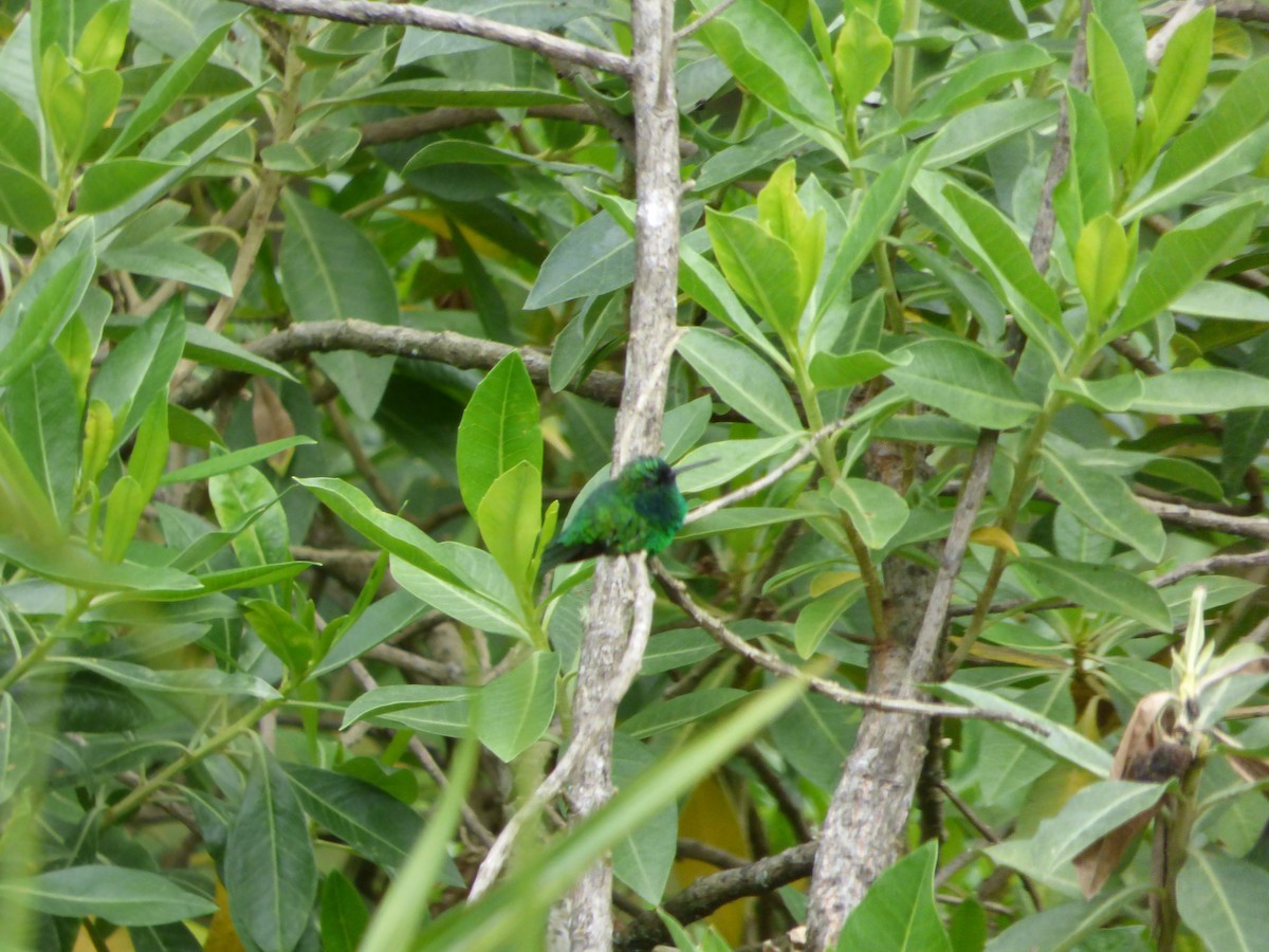 Short-tailed Emerald - ML188625881