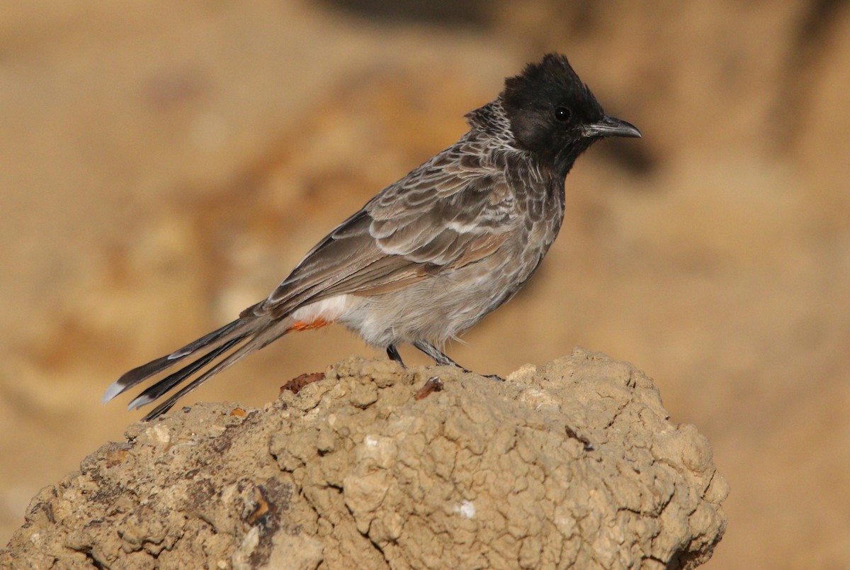 Red-vented Bulbul - ML188627231
