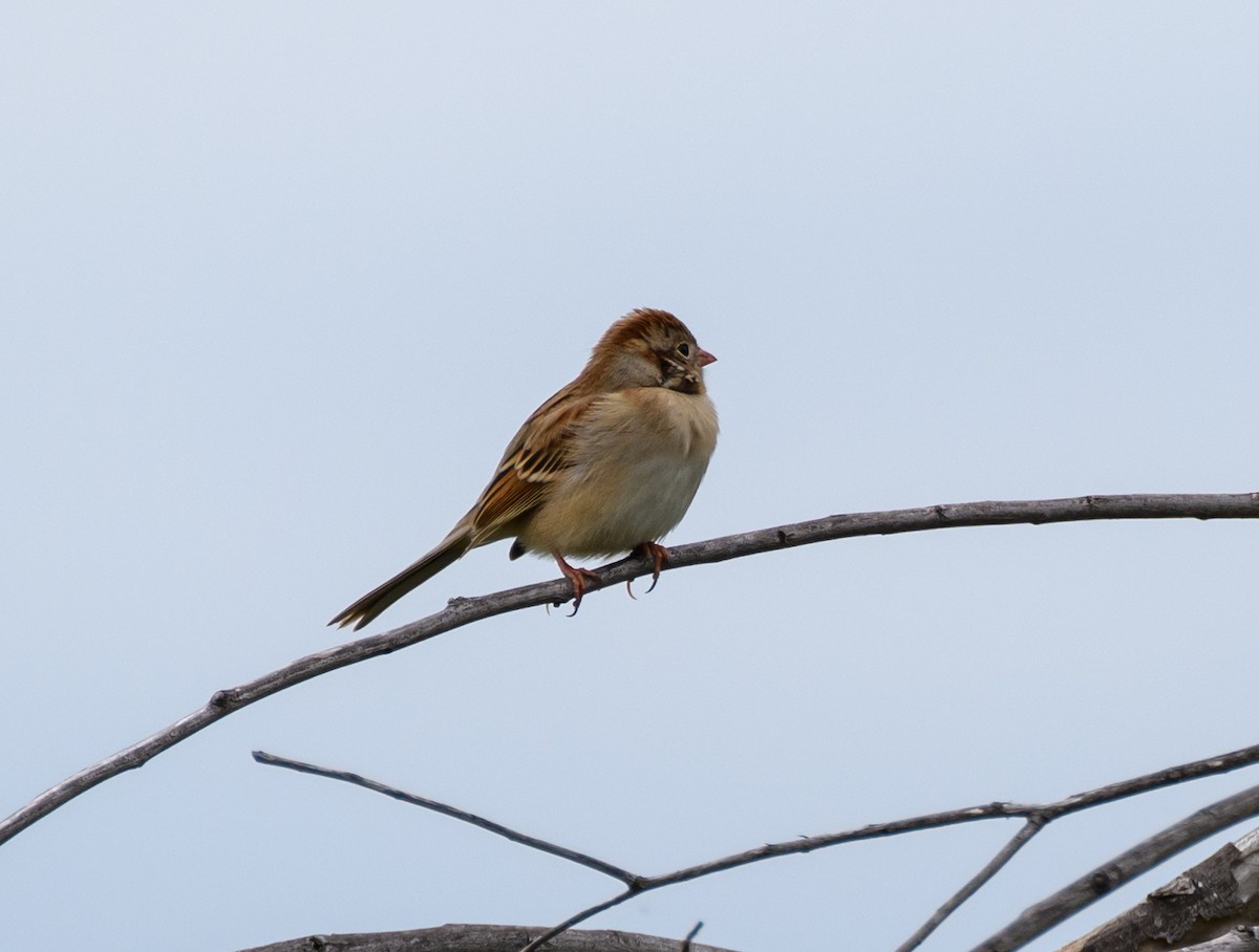 Field Sparrow - Joan Holt