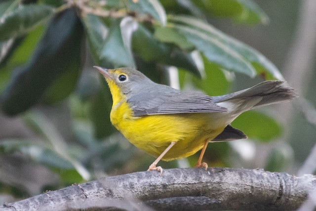 Canada Warbler