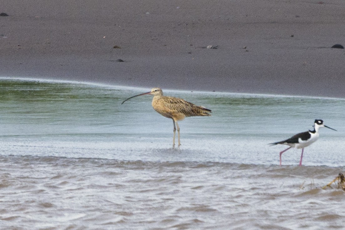 Long-billed Curlew - ML188630271